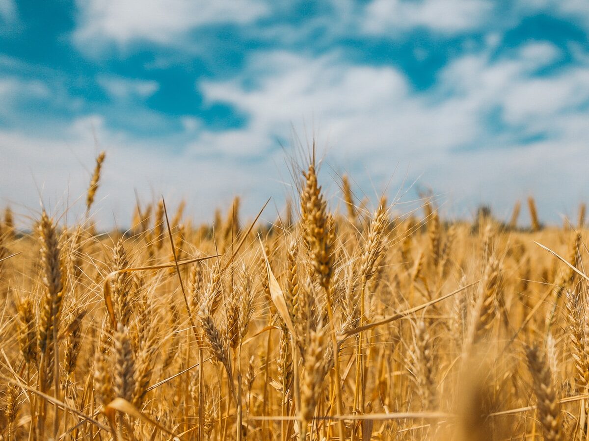 Blokáda přístavů znemožňuje vývoz obilí, Ukrajina může přijít o 6 miliard dolarů