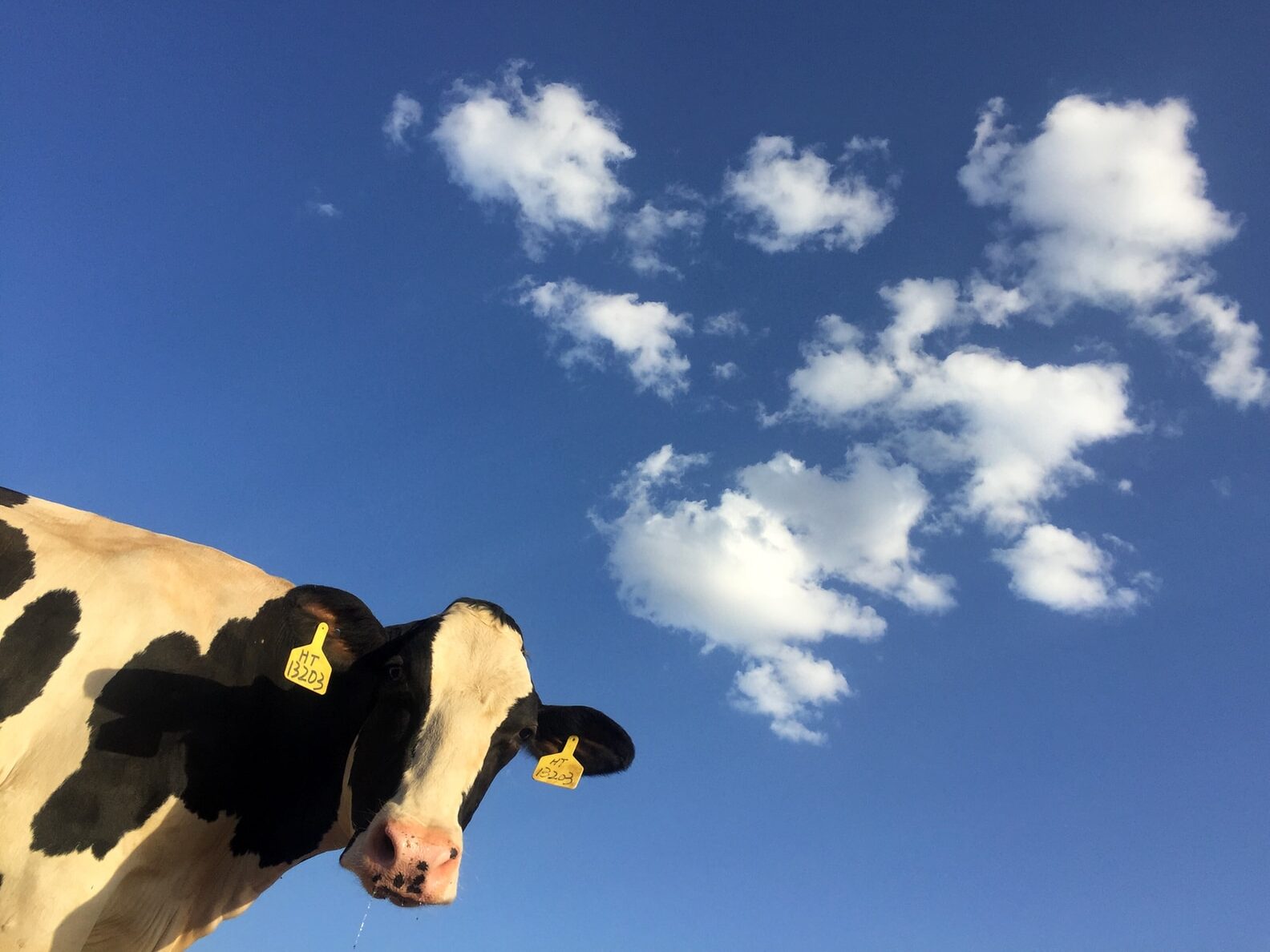 FlockLock: Chytrá ušní známka mapuje polohu zvířat na pastvině i jejich zdraví. V budoucnu může nahradit ohradníky