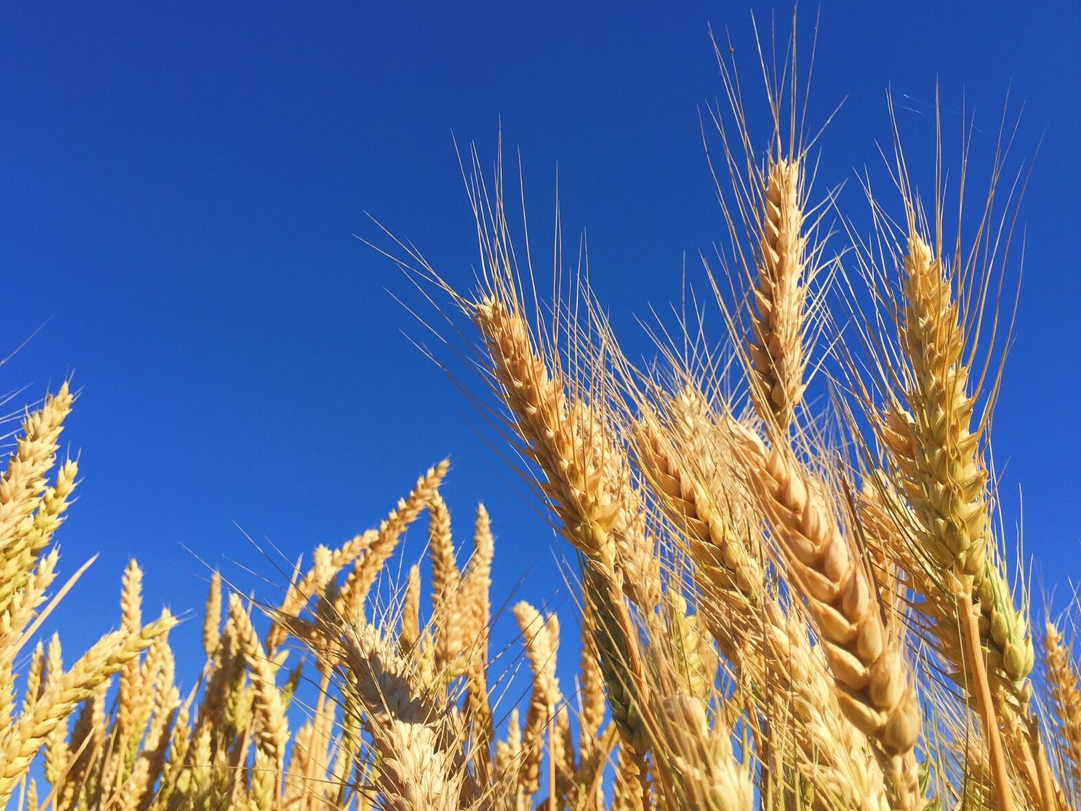 Polsko je připraveno pomoci Ukrajině s přesunem obilí a zabránit globální krizi s potravinami