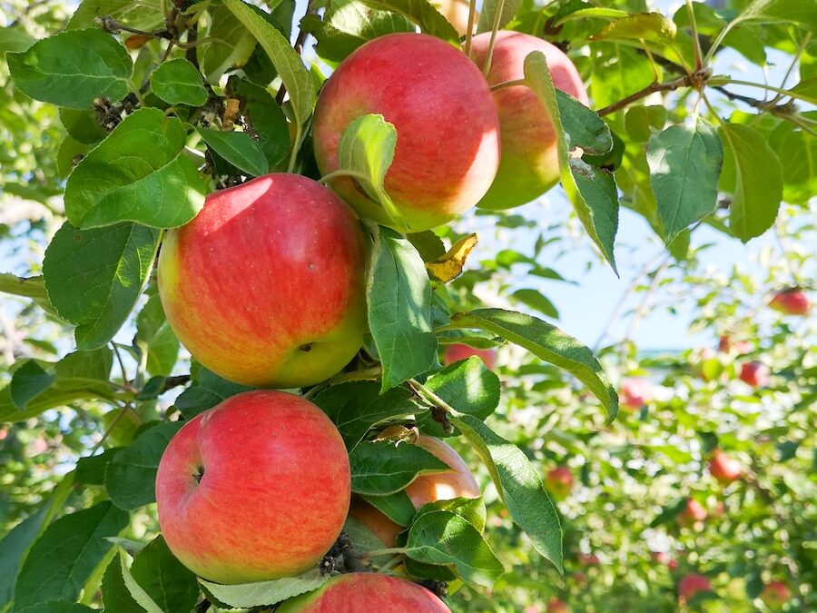 Z vlastního ovoce vyrábí rodinná firma biošťávy a přesnídávky. Nezastavili je ani komunisti