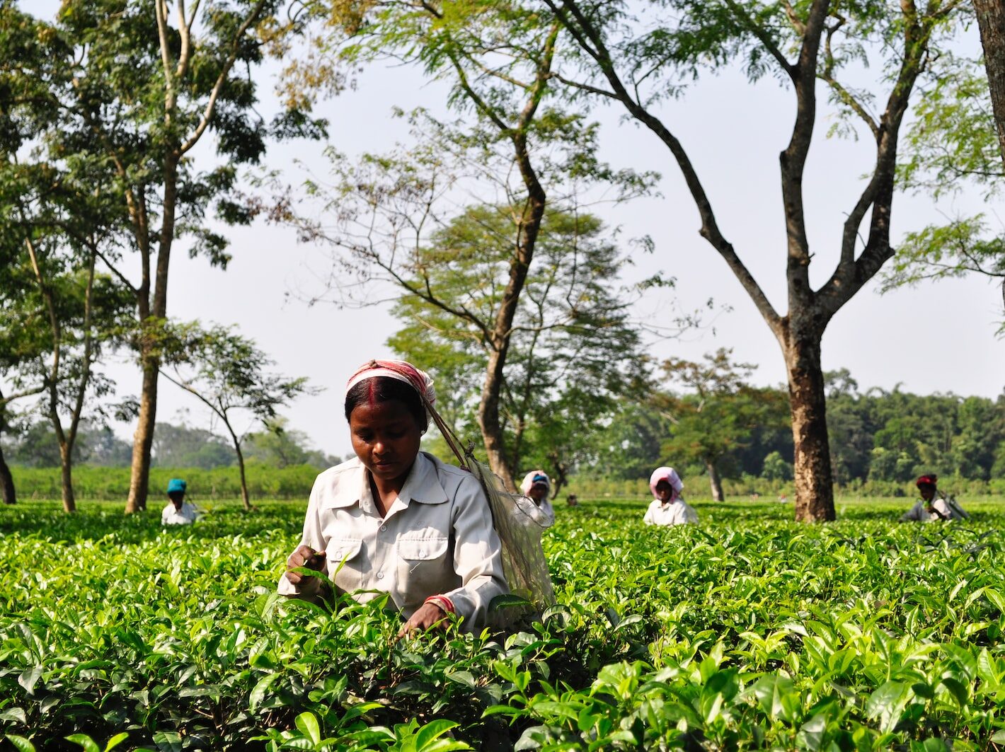 Obvinění ze sexuálního zneužívání na britských čajových plantážích