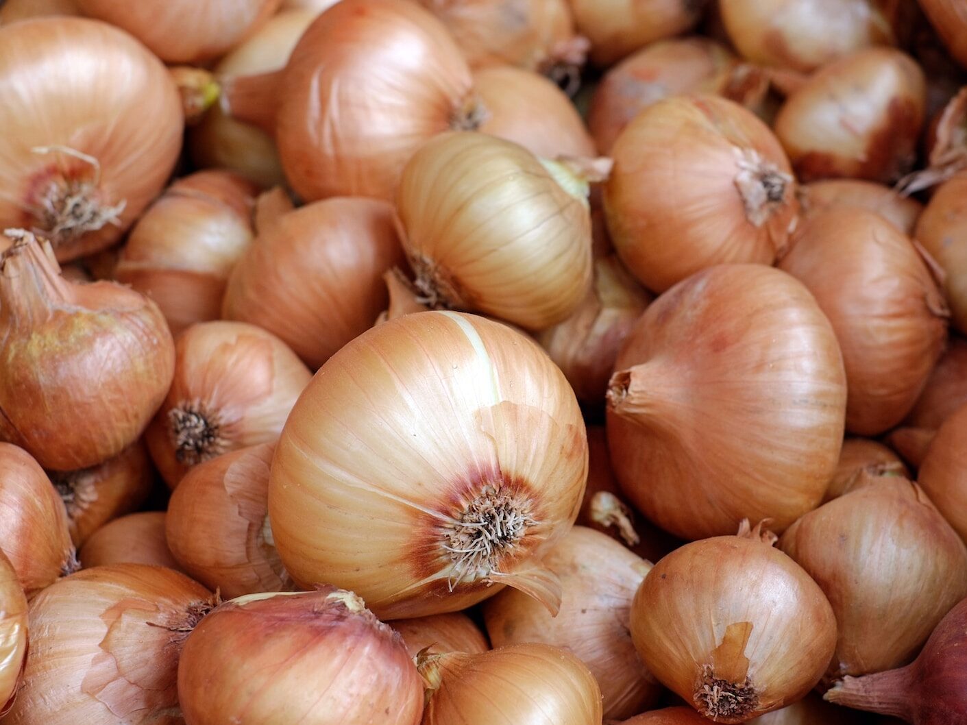 Indie uvaluje na cibuli vysoké vývozní clo