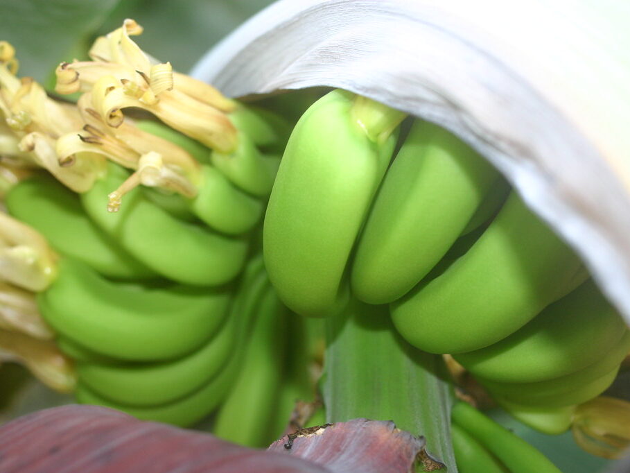 Ekvádorské banány už znovu mohou mířit na ruský trh. Zdá se, že spor se podařilo vyřešit