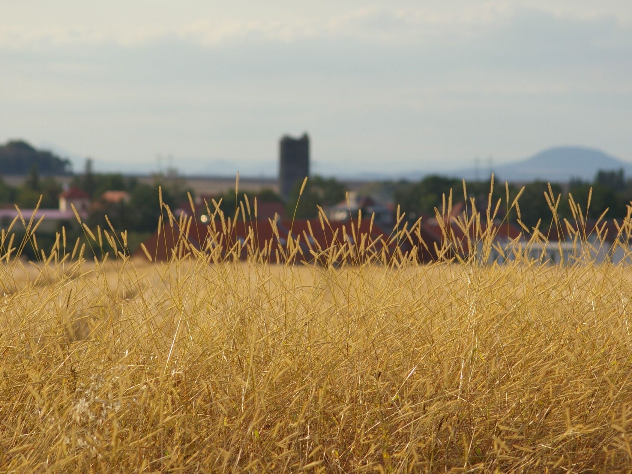 Lotyšsko zastaví dovoz ruského krvavého obilí. Vyhovělo velkým protestům ze strany tamních zemědělců