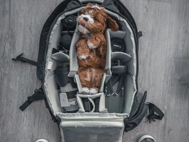 Letadla pro psy, americká společnost Bark Air vypravila svůj první let