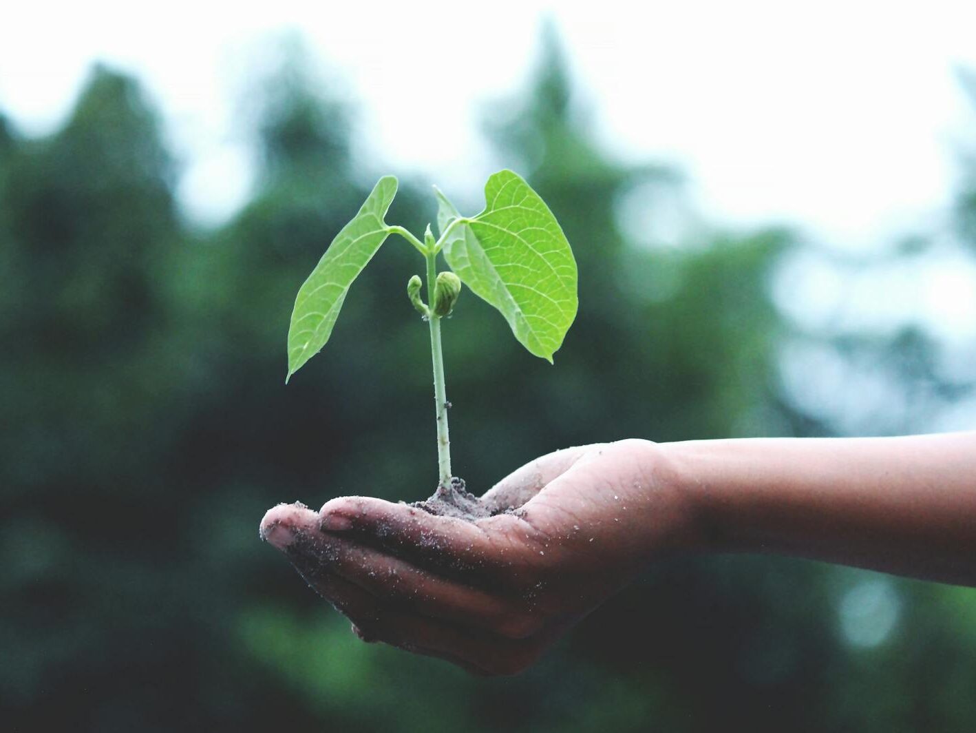 Čeští vědci vyvinuli nový ekologický přípravek proti škůdcům