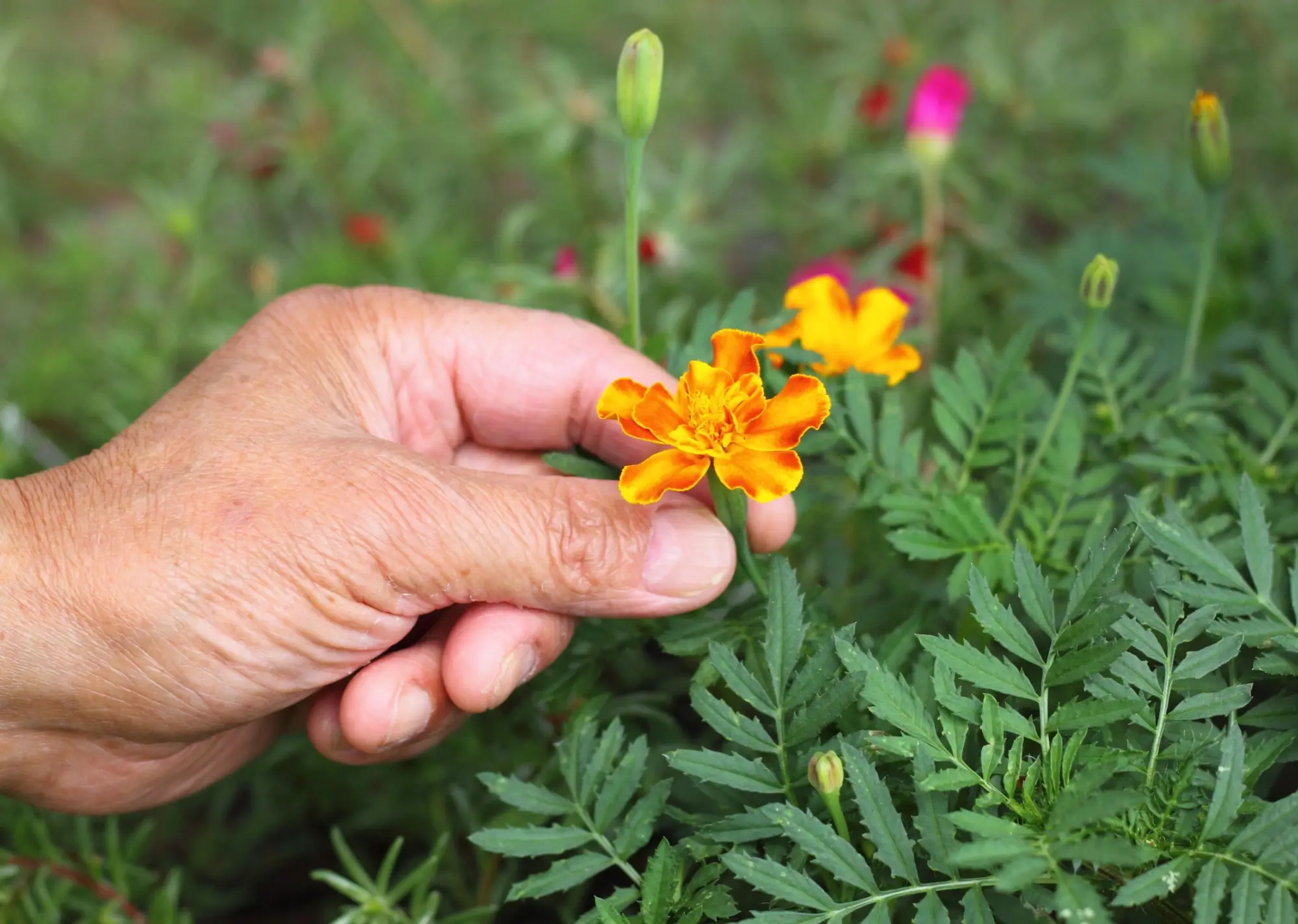 Starší ruka trhající bylinku