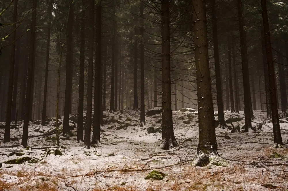 Brani&scaron;ovsk&yacute; les