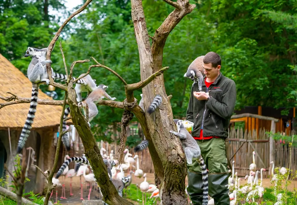 Krmení lemurů v zoo.