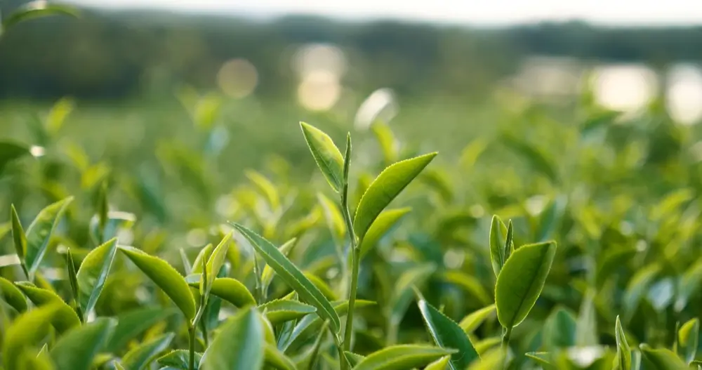 Pole zeleného čaje.