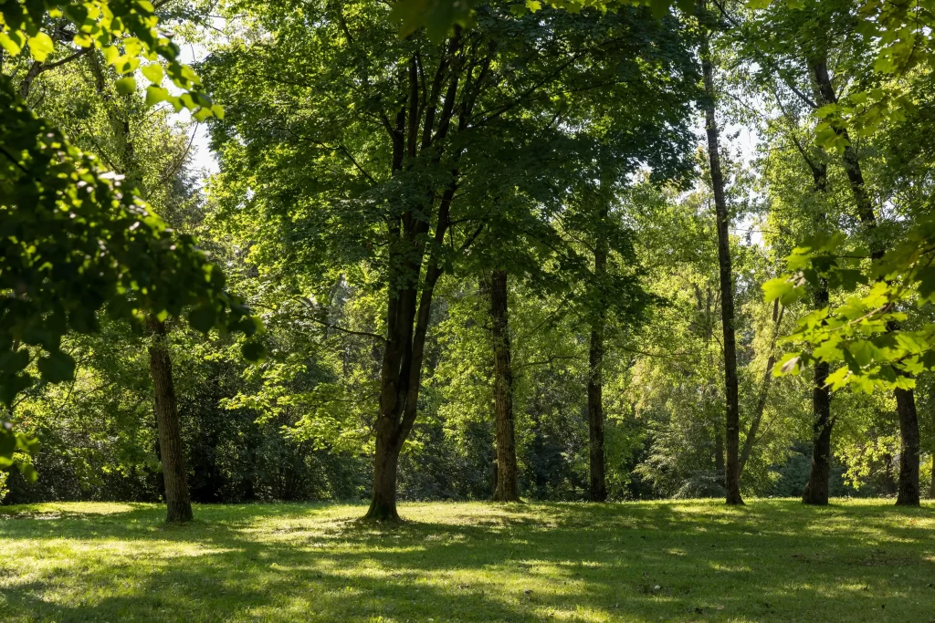 Stromy se sluníčkem.