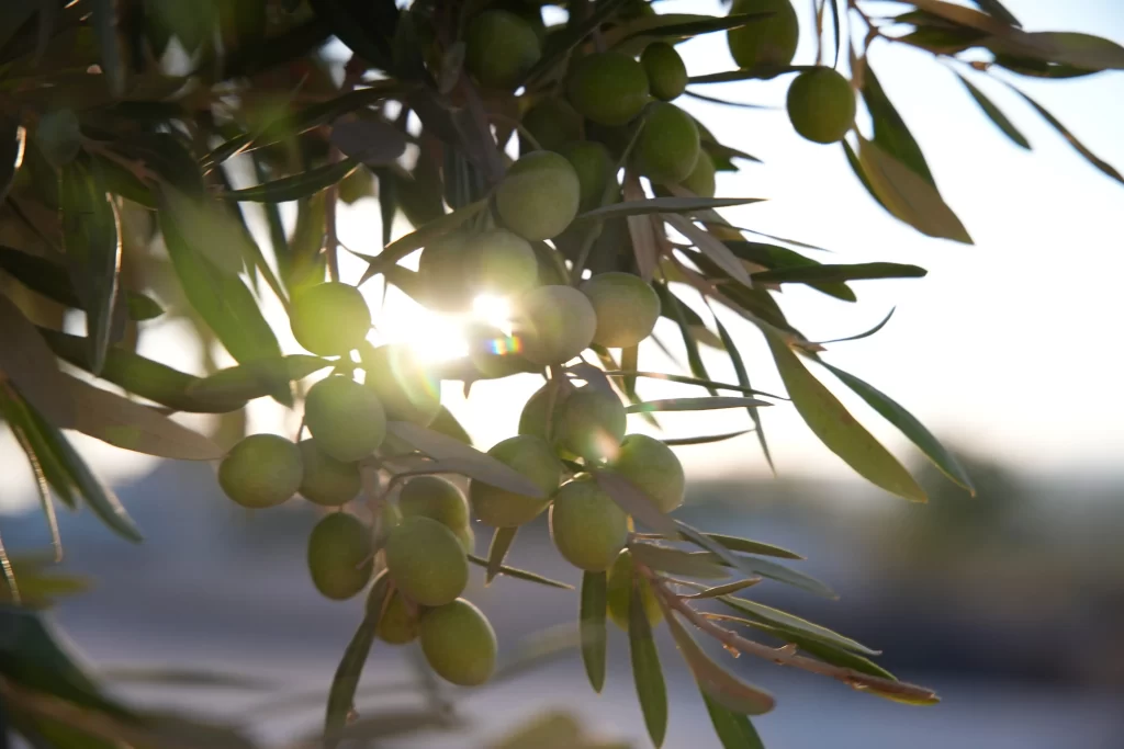 Olivová větev s plody olivy.