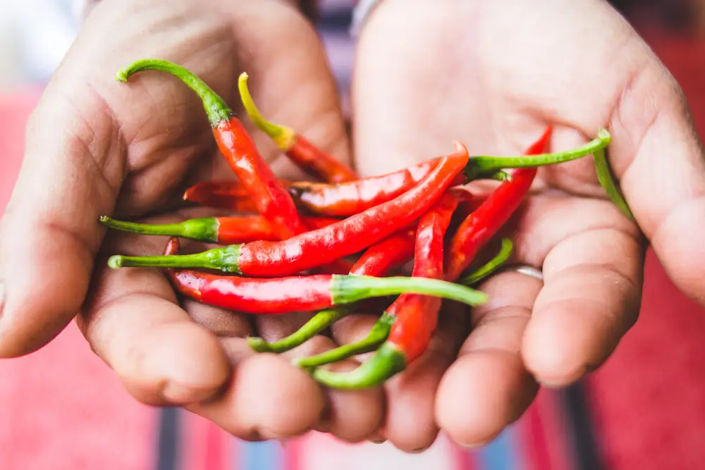 Ruce pln&eacute; chilli papriček. 