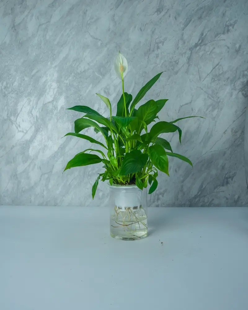 Lopatkovec pěstování hydroponicky.