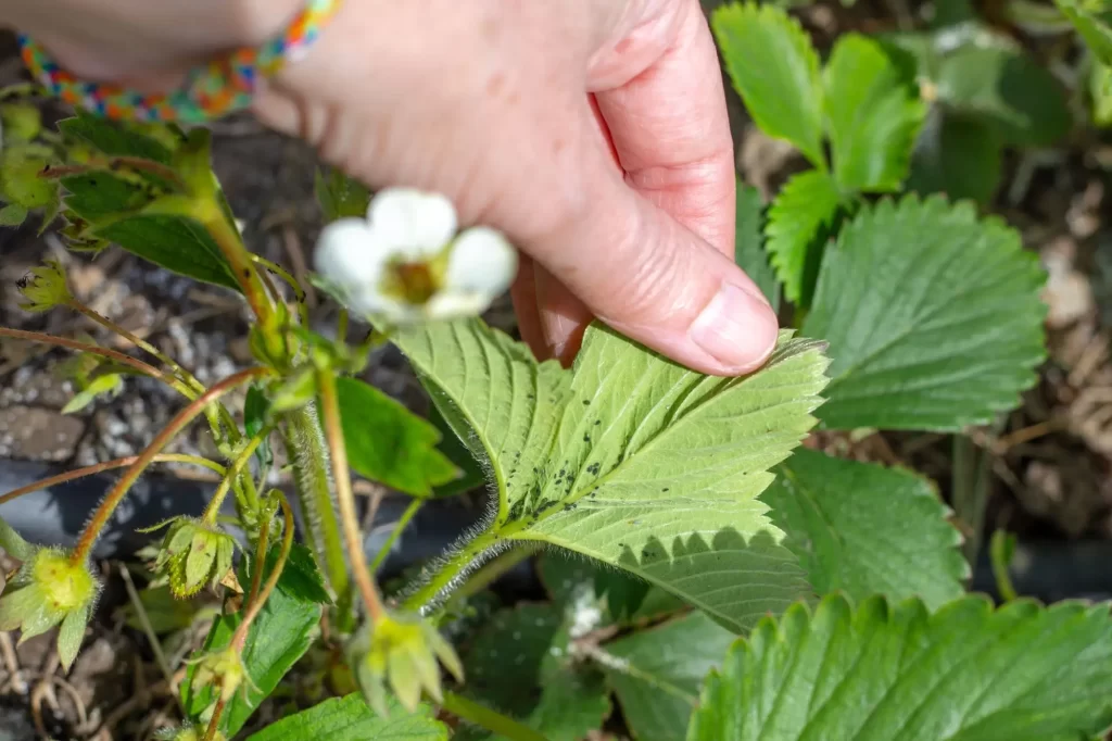 M&scaron;ice na jahod&aacute;ch