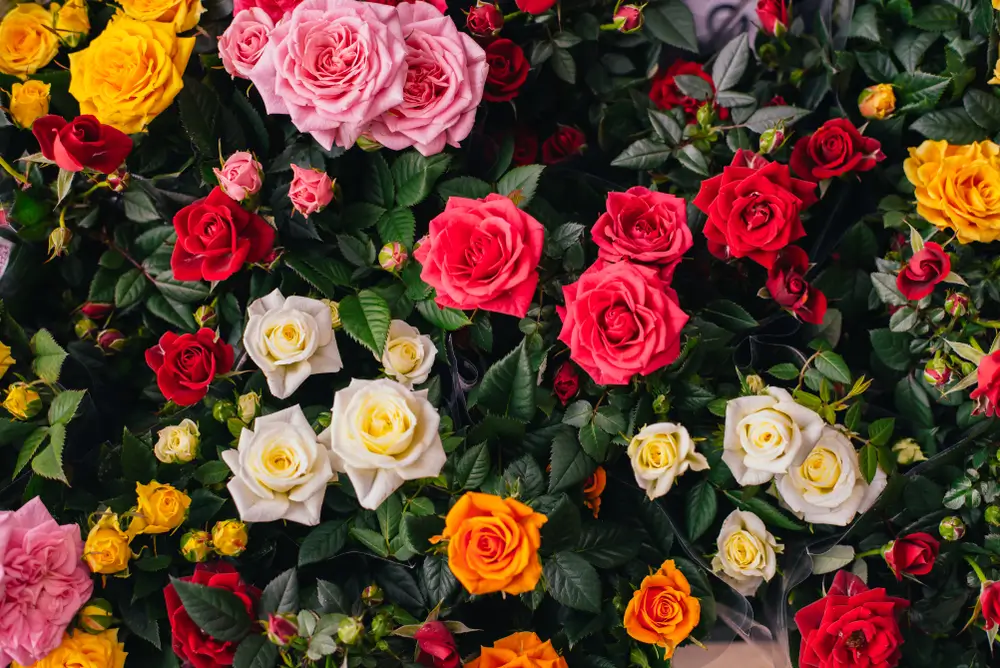 Různé druhy růží. 