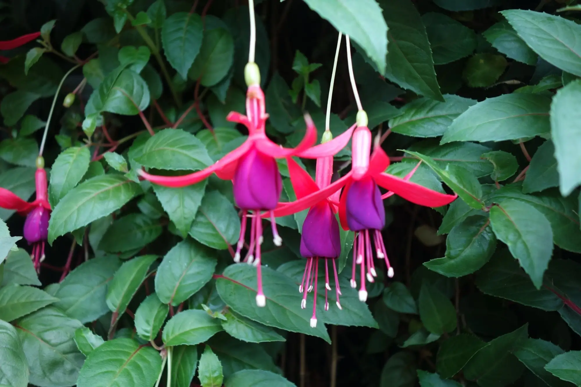 Fuchsie vám nekvetou? Důvodem může být stanoviště, zálivka nebo chybné hnojení