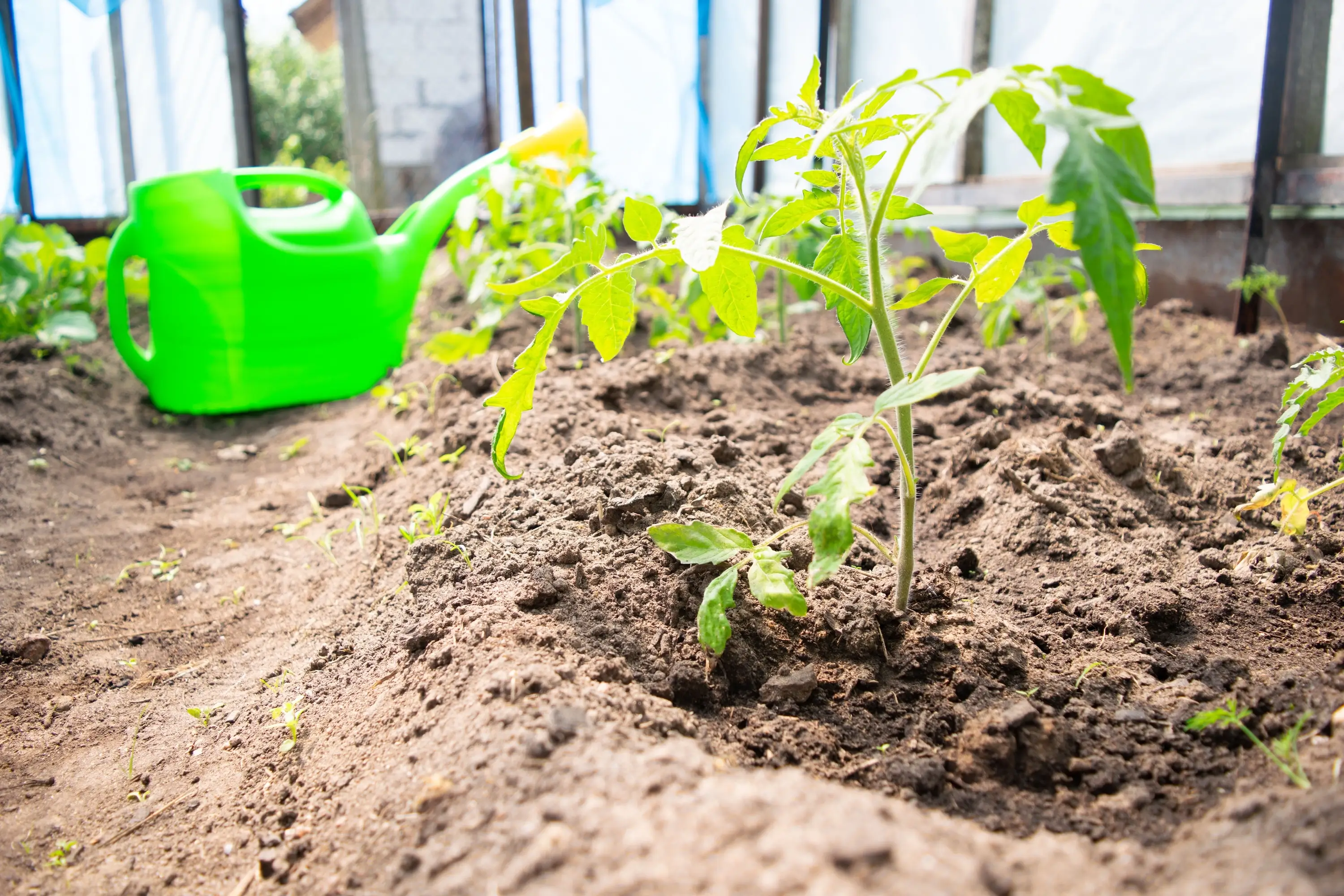 Zahradníci radí: S tímhle se plíseň bramborová už k vaší zahrádce nedostane