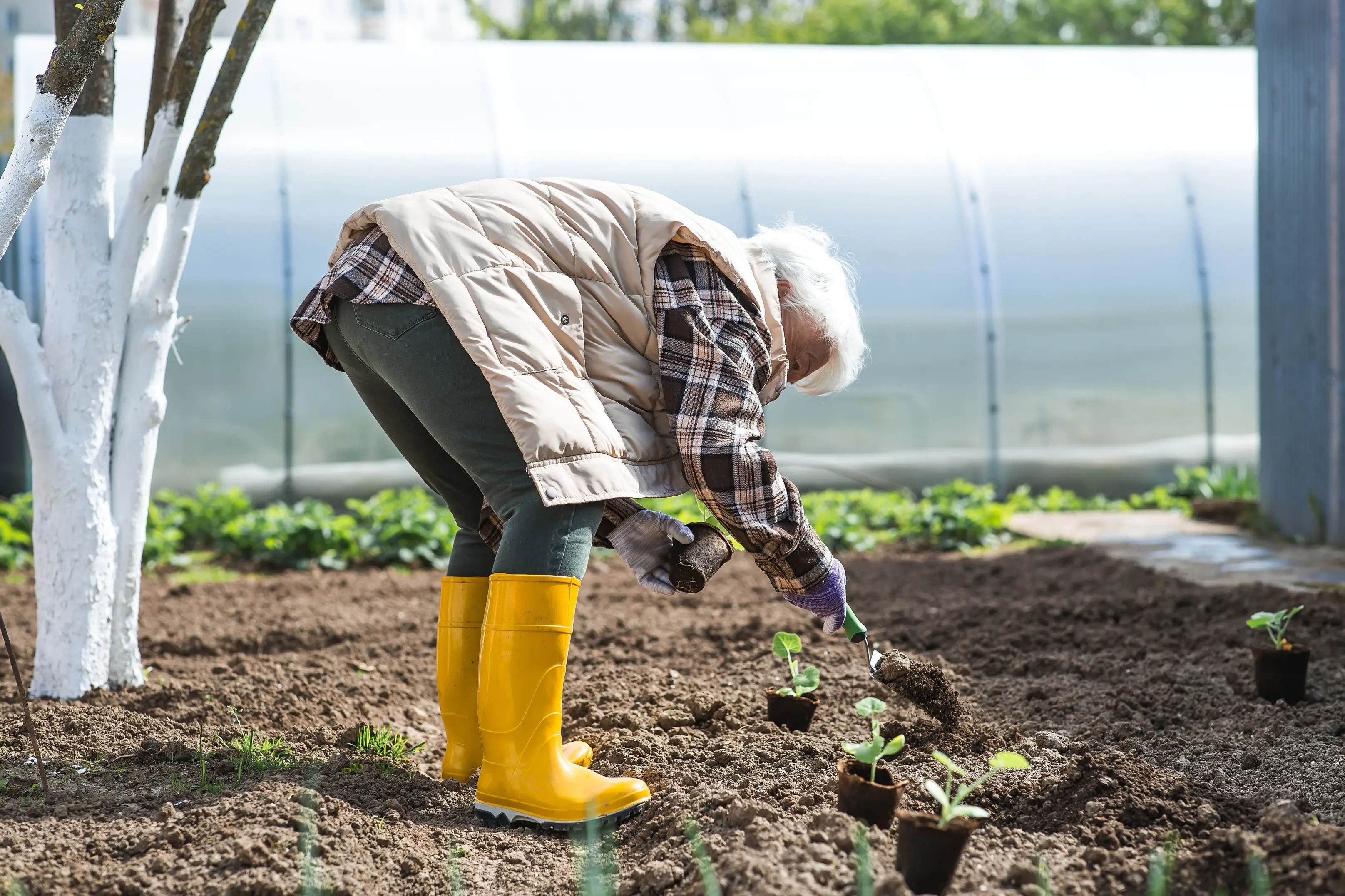 Cukety jako z pohádky? Postříkejte je tímto domácím roztokem. Funguje líp než chemie