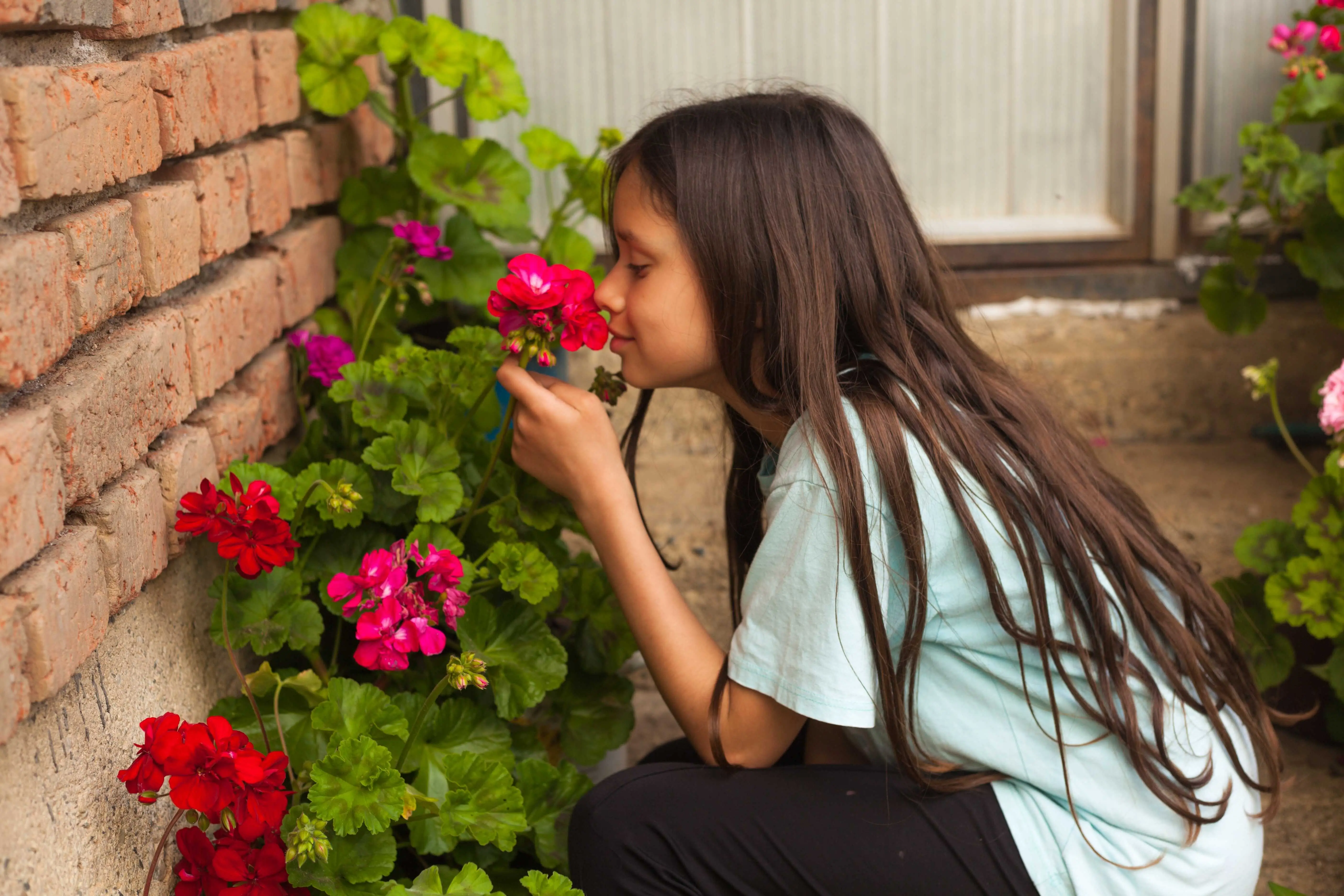 Fatální chyba u muškátů: Většina lidí je dává sem a pak se diví, že jim nekvetou
