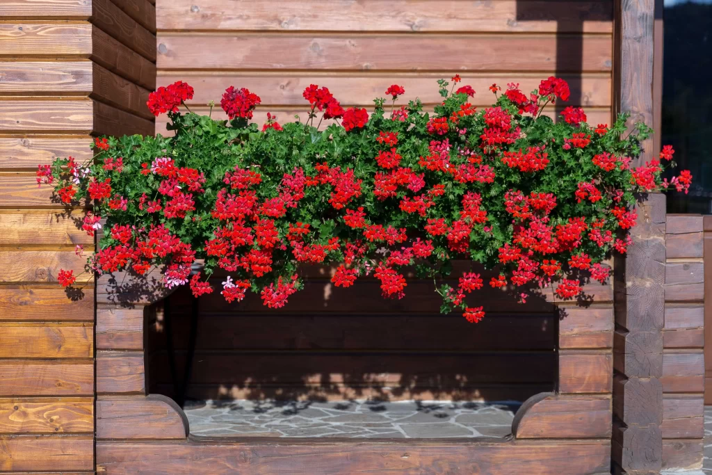 červené muškáty v truhlíku