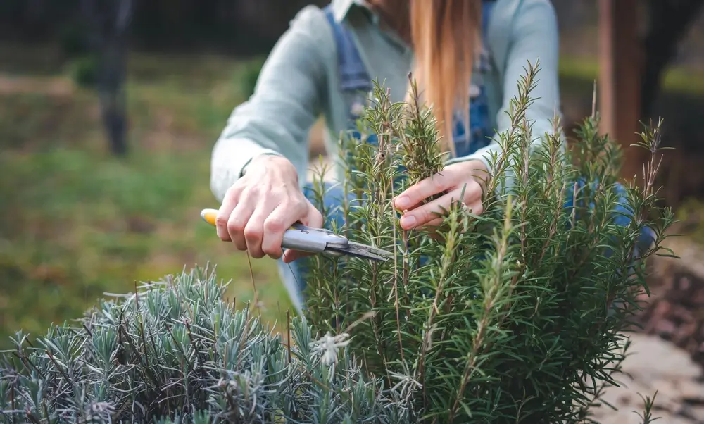 Žena střihá bylinky.