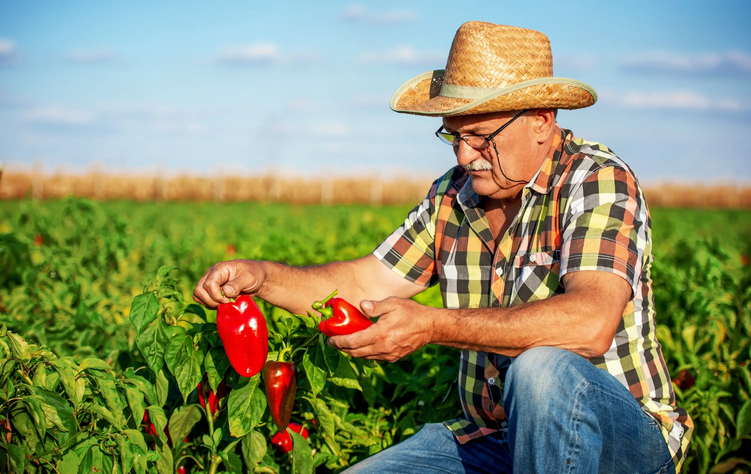 Od té doby, co dělám tento krok u paprik, mám dvojnásobnou úrodu. A bez chemie