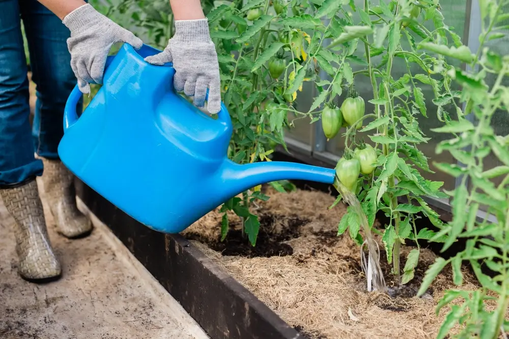 Zalévání záhonu.