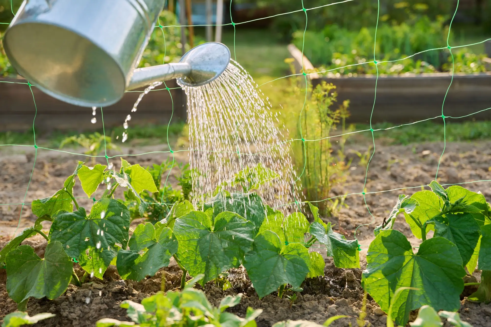 Zalévání okurek krok za krokem: Praktický návod pro bohatou úrodu