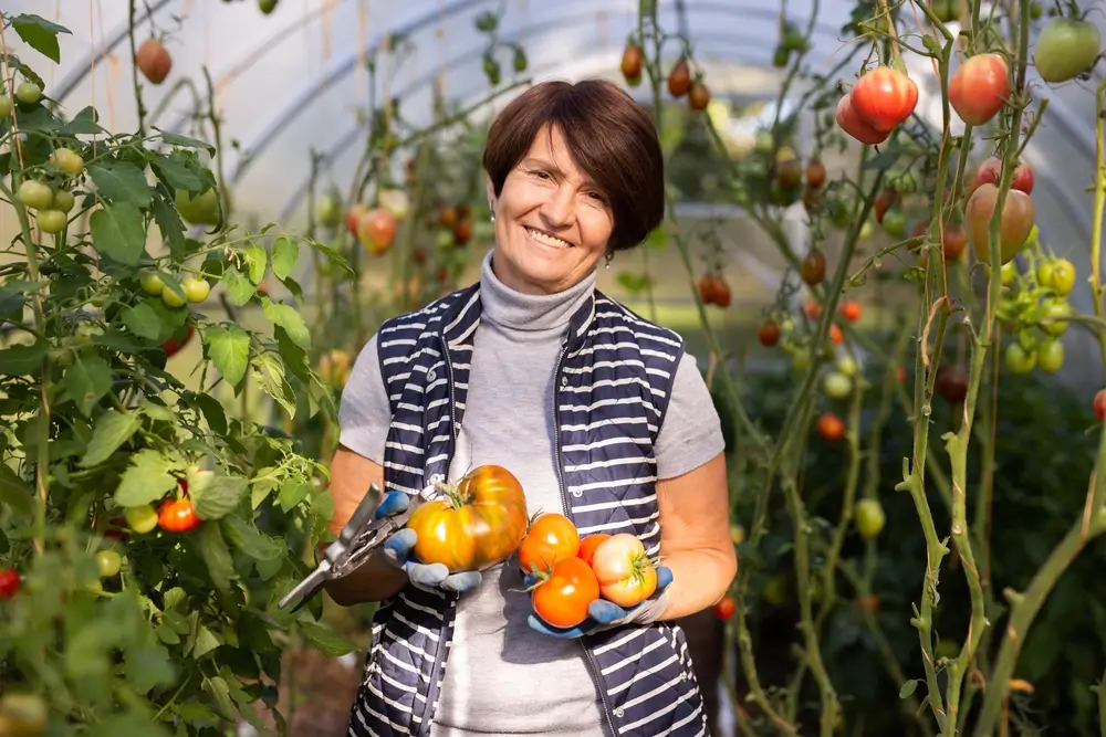 Zasaďte tohle vedle rajčat. Budou dvakrát větší a bez škůdců