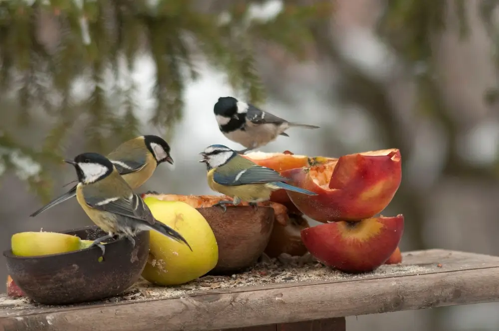 Pt&aacute;ci konzumuj&iacute; jablka. 