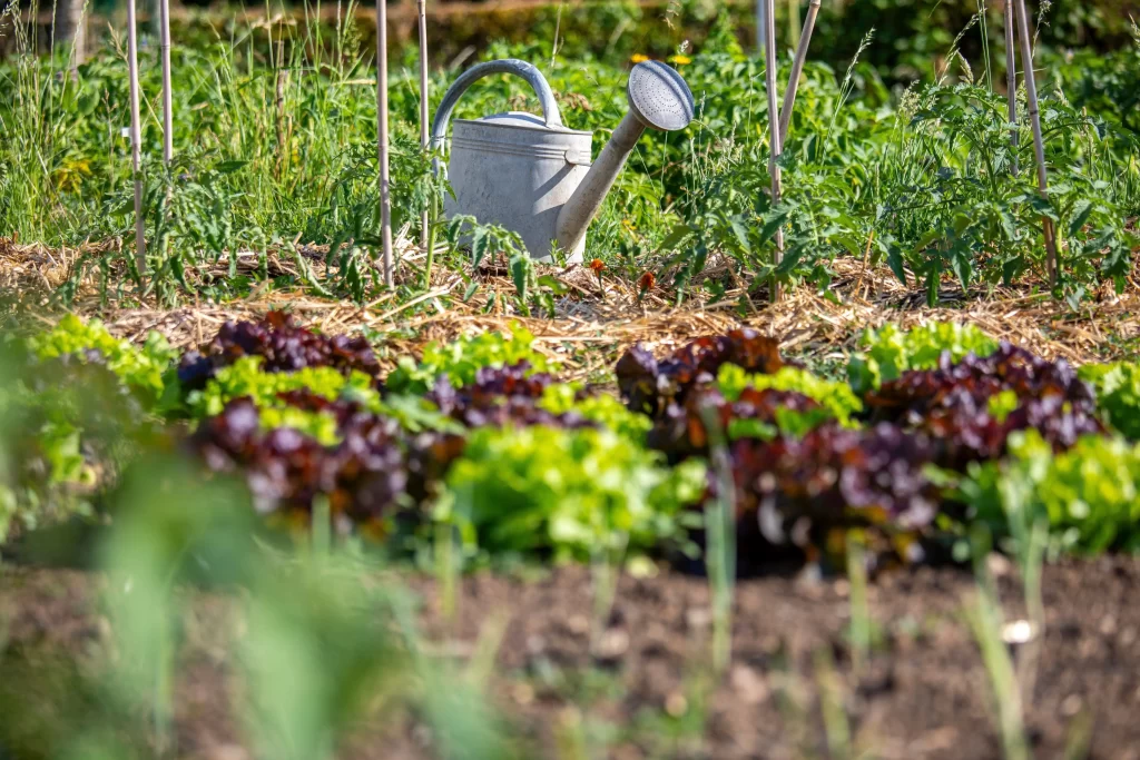 Zahrada spolu s konví.