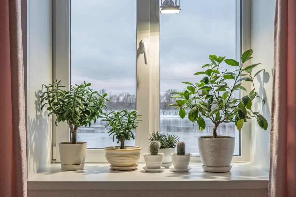 Pokojov&eacute; rostliny na okně.