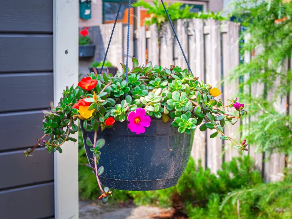 Šrucha velkokvětá v nádobě