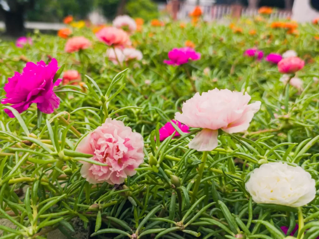 Šrucha velkokvětá