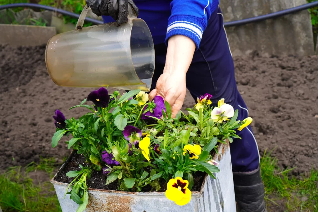 Ruka ženy hnojící květiny.