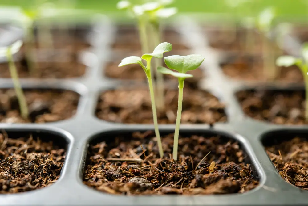 Klíčící <a href=