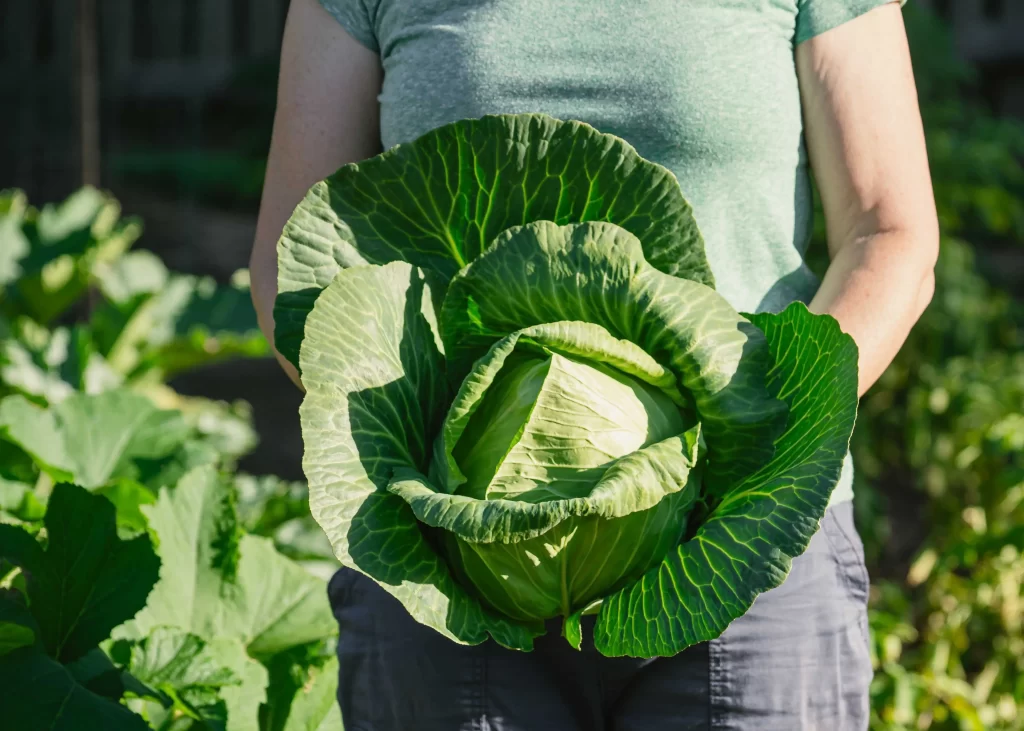 žena drží hlávku zelí