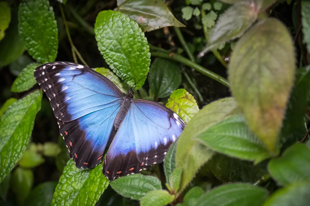 Tyto rostliny přilákají motýly na vaši zahradu: Nejoblíbenější je zlatobýl