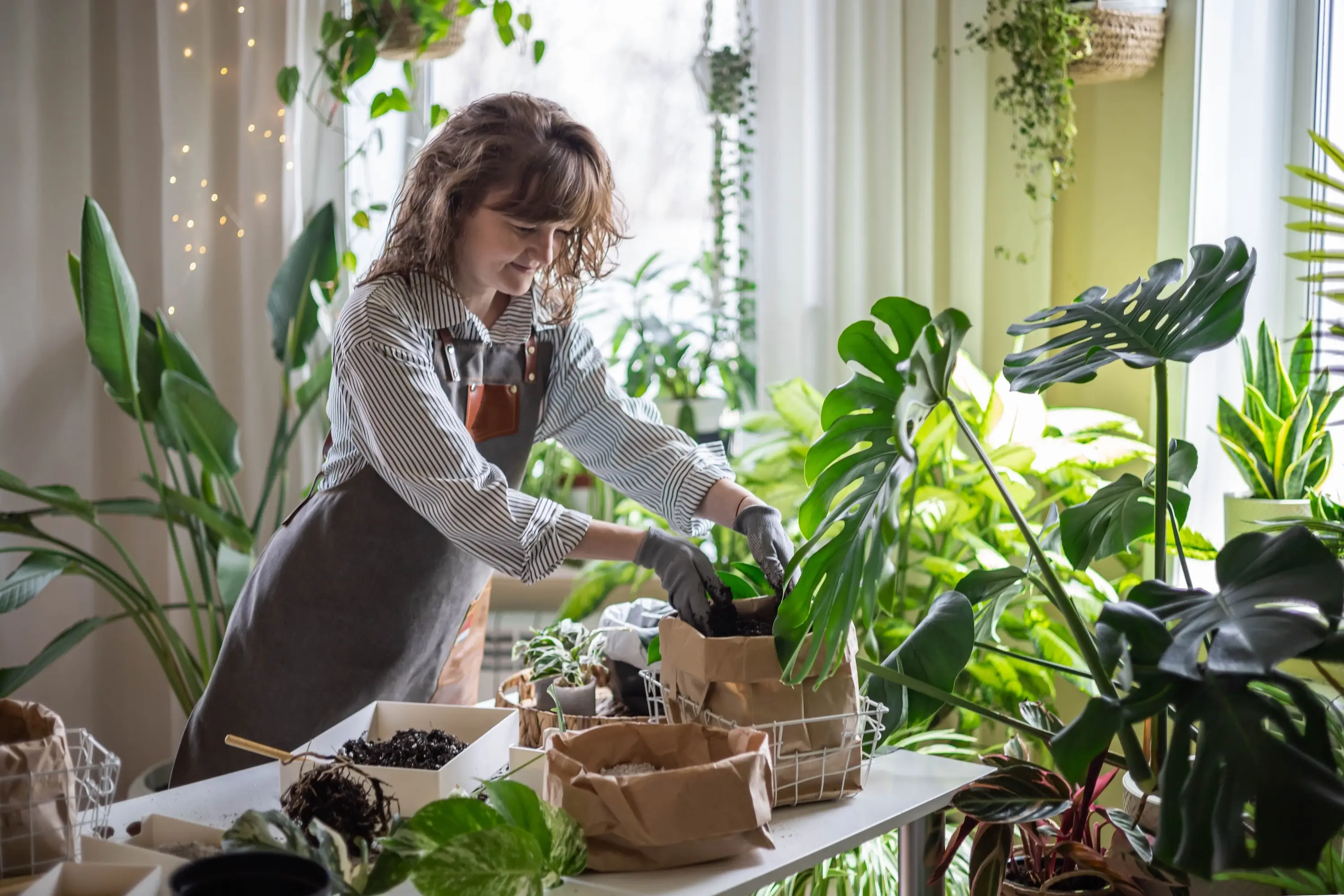 Kdy zalévat po přesazení pokojových rostlin: Praktický návod