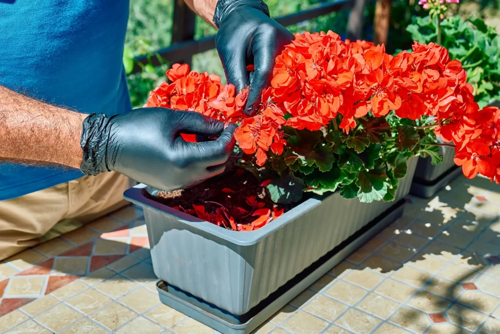 pěstování muškátů v truhlíku