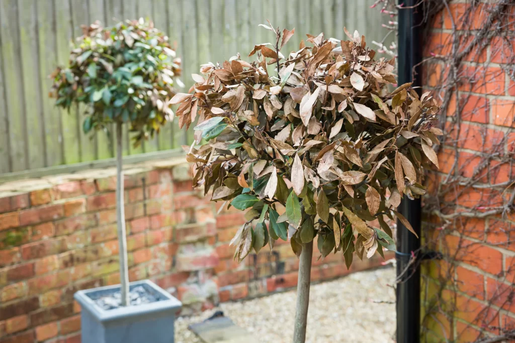 Dva usychající stromy v květináři. 