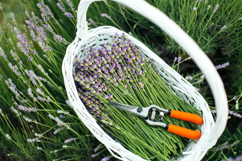 stříhání levandule