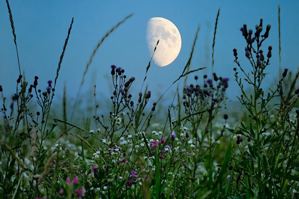 Měsíc v zahradě