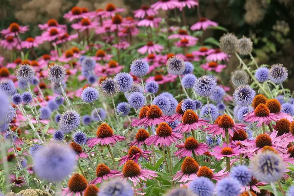 Květiny, které milují slunce: Krásné trvalky a letničky od jara až do mrazů