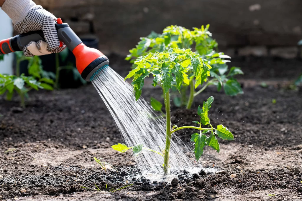 zalévání rajčete