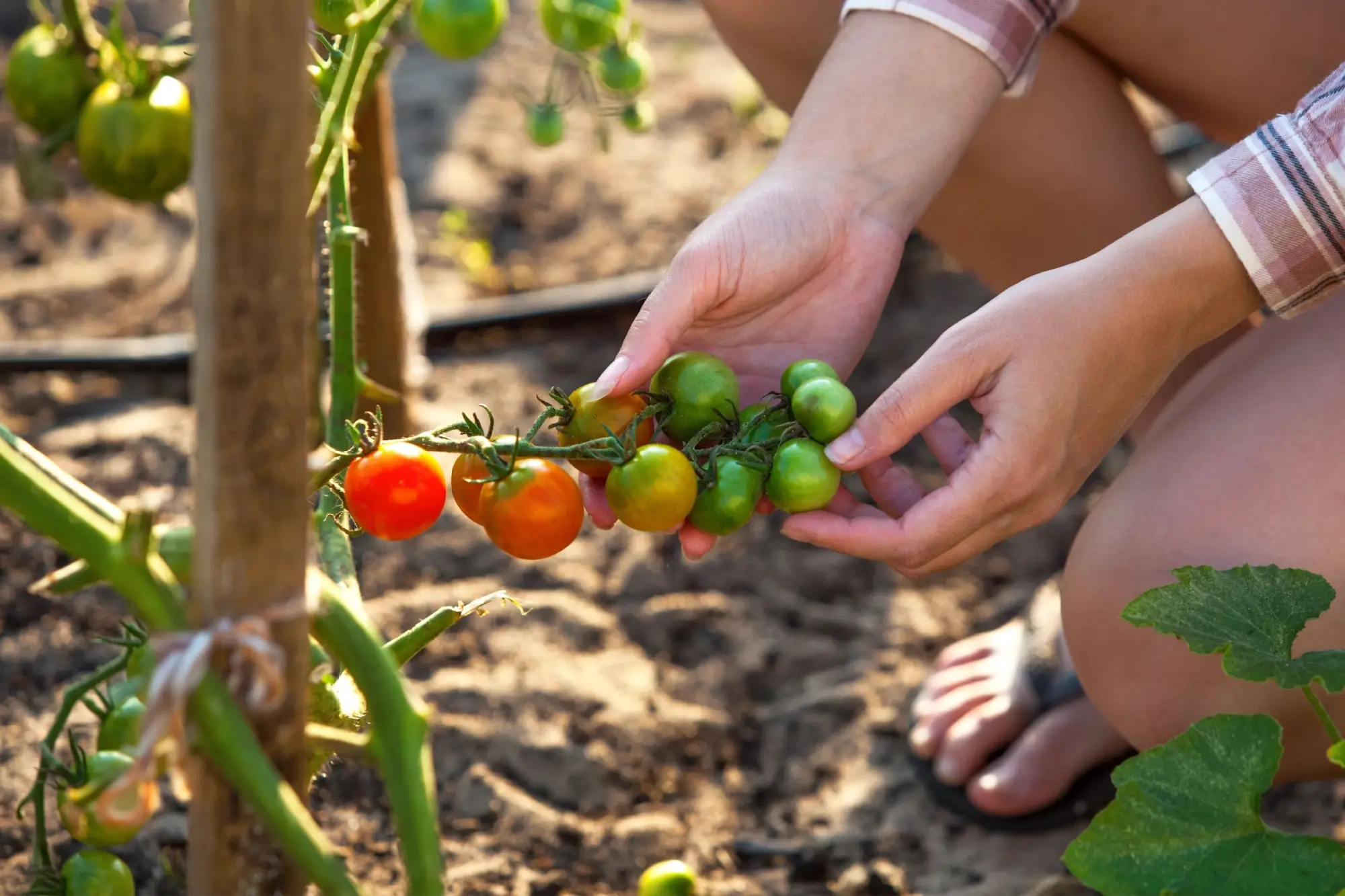 Jak pěstovat rajčata na stinném místě: Pomůže alobal a správná péče o půdu i zálivku