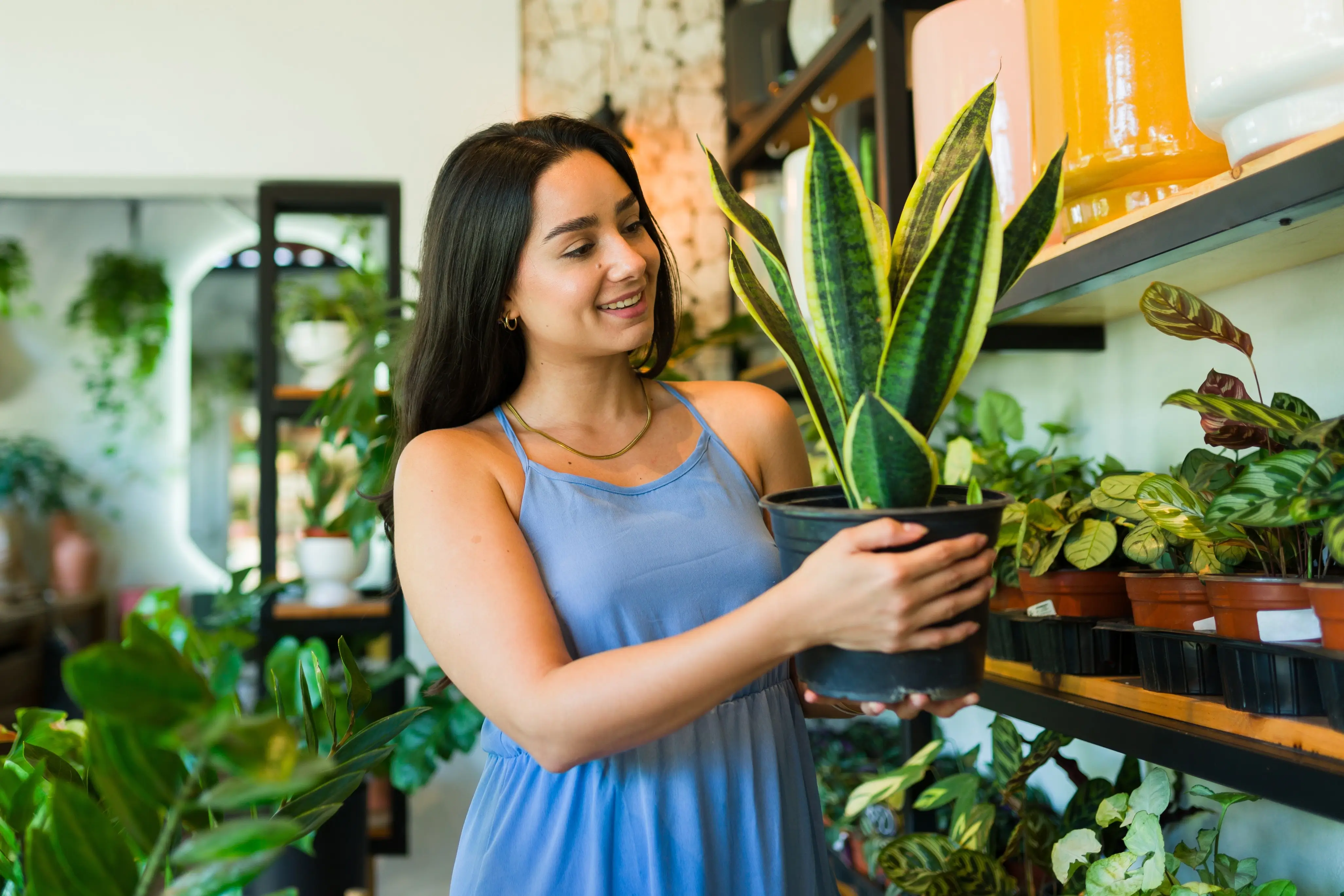 Tchýnin jazyk: Nejlepší rostlina na čištění vzduchu doma i v kanceláři