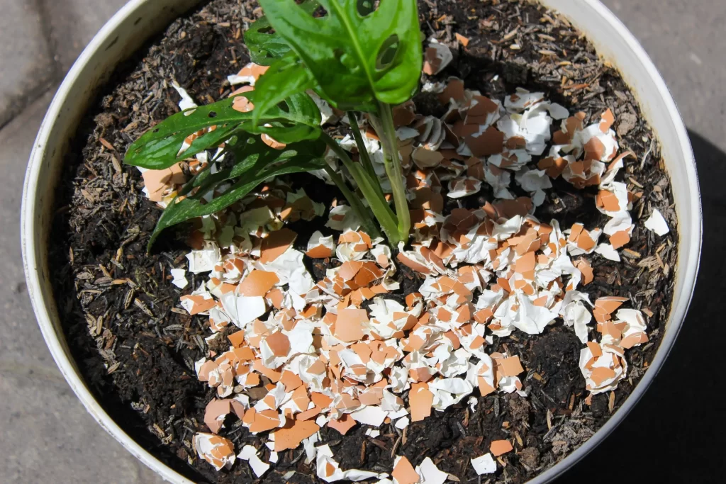 Nadrcené skořápky v květináči.