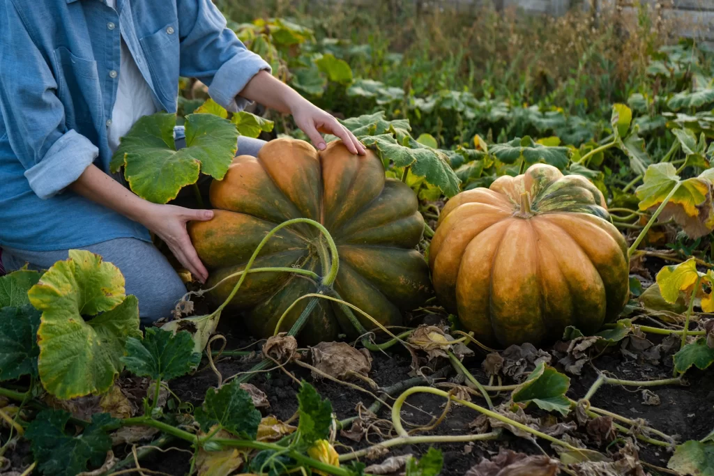 Ruce člověka, který obrací dýni na záhoně.